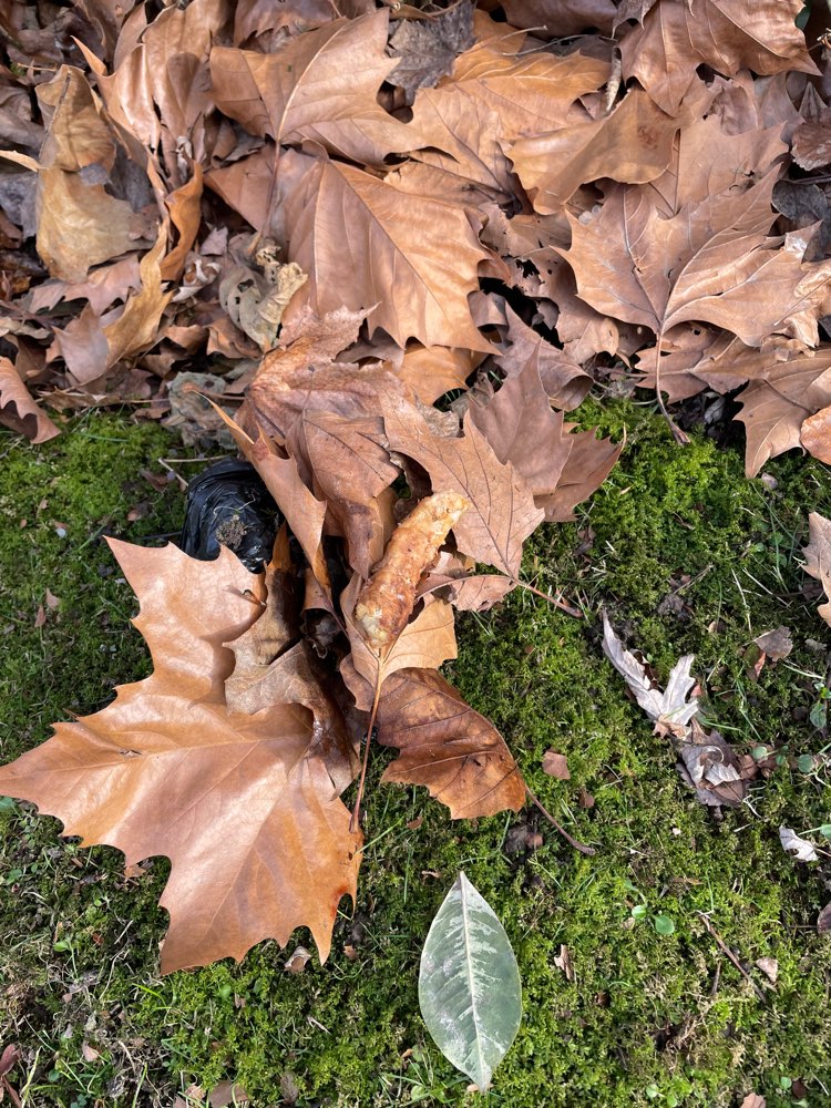Giftköder-Hähnchenfleisch-Profilbild
