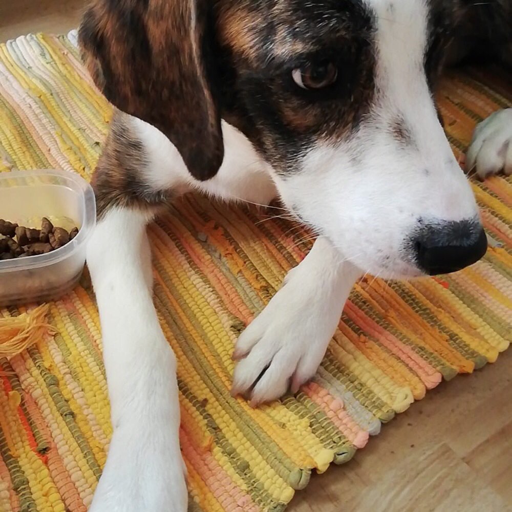 Hundetreffen-Gassirunde Wetzlar-Profilbild