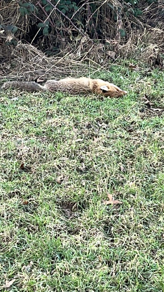 Giftköder-Toter Fuchs-Profilbild