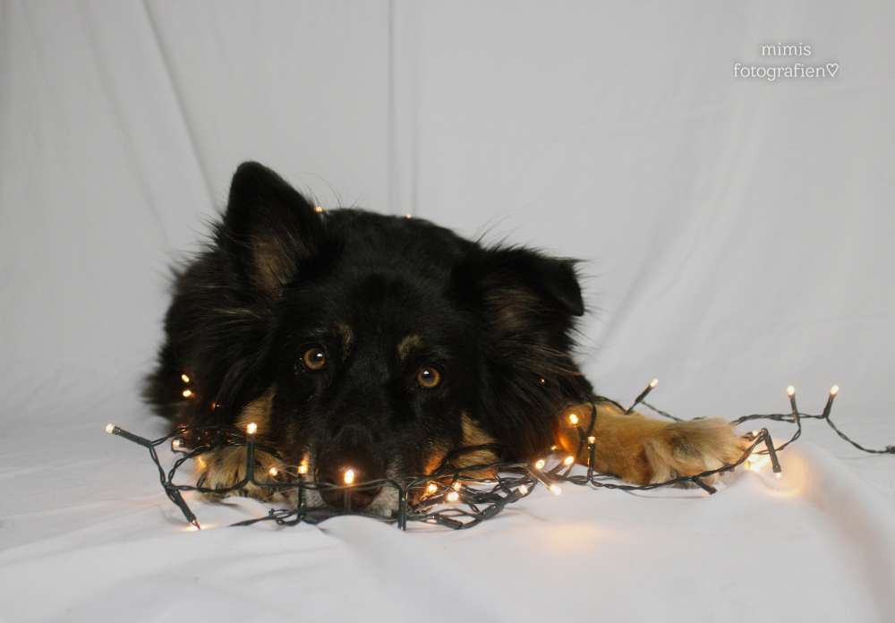 Dein Hund mit ner Lichterkette Banner