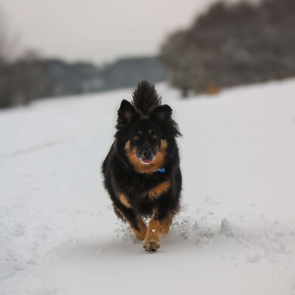 Hundetreffen-Gemeinsames Gassi gehen🐾-Profilbild