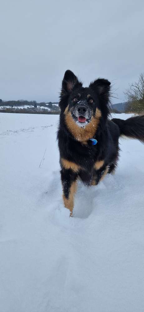 Glücklicher Hund im Schnee❄️ Banner
