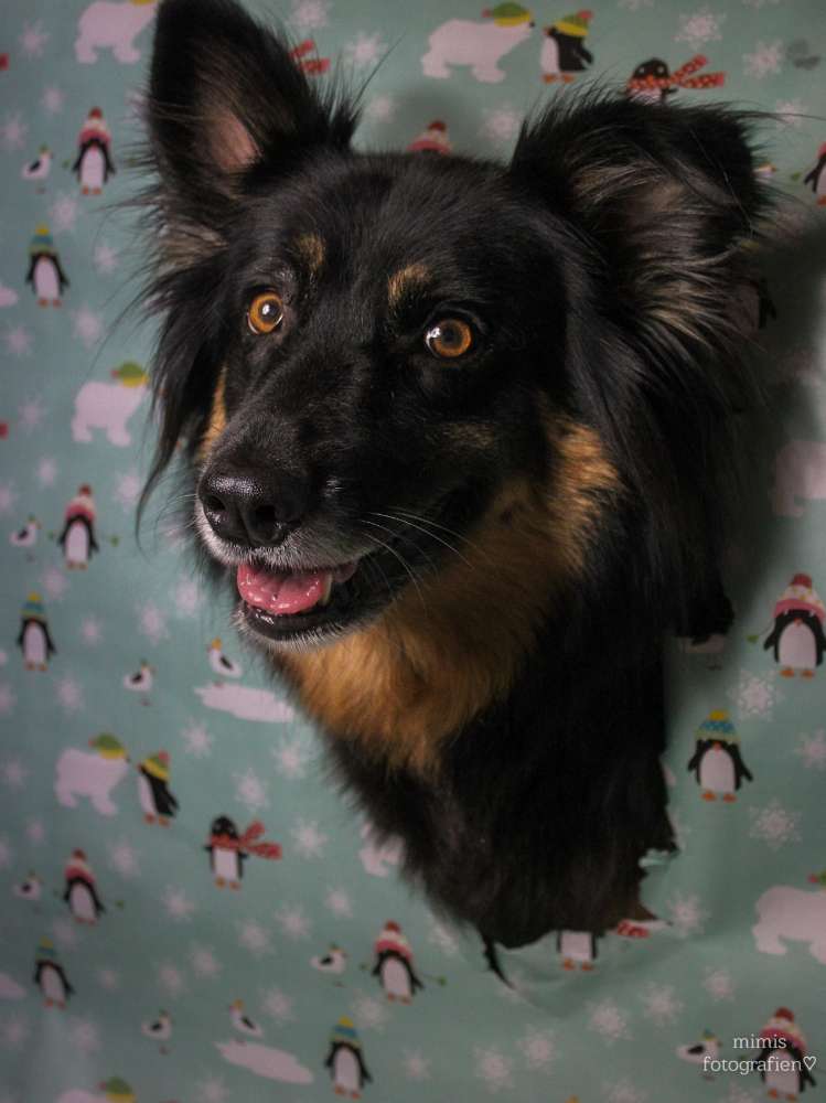 Geschenkpapier Foto Banner