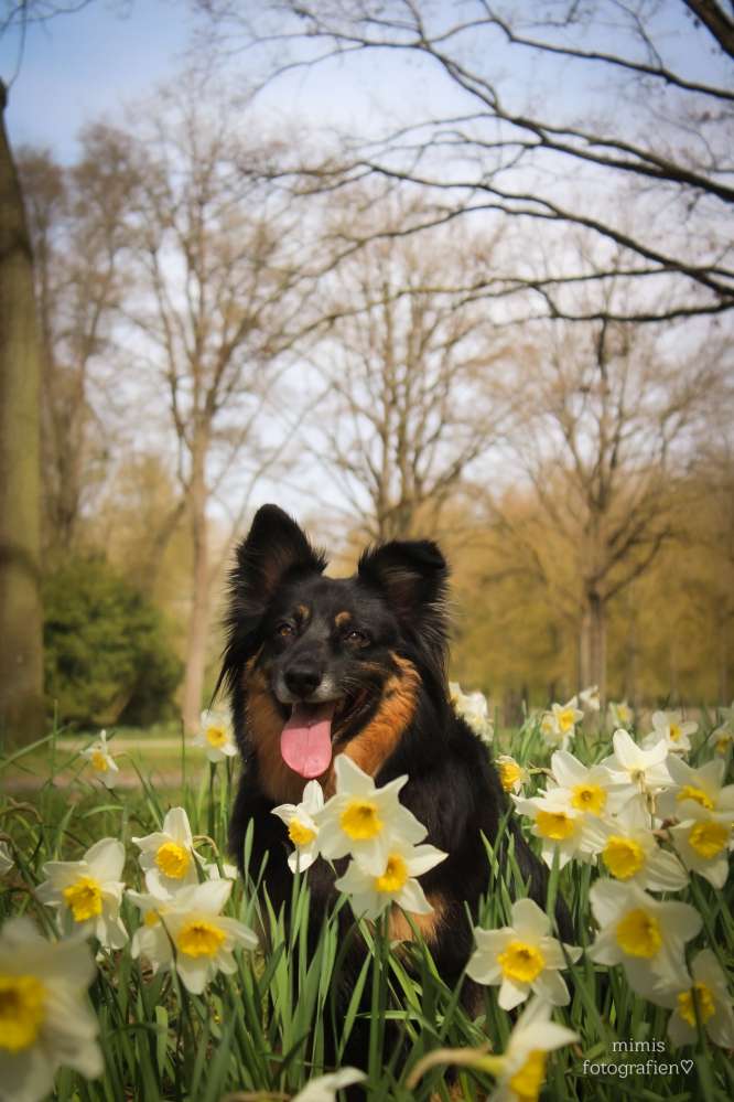 Zeigt euer schönstes Blumen Bild🪻🌷 Banner