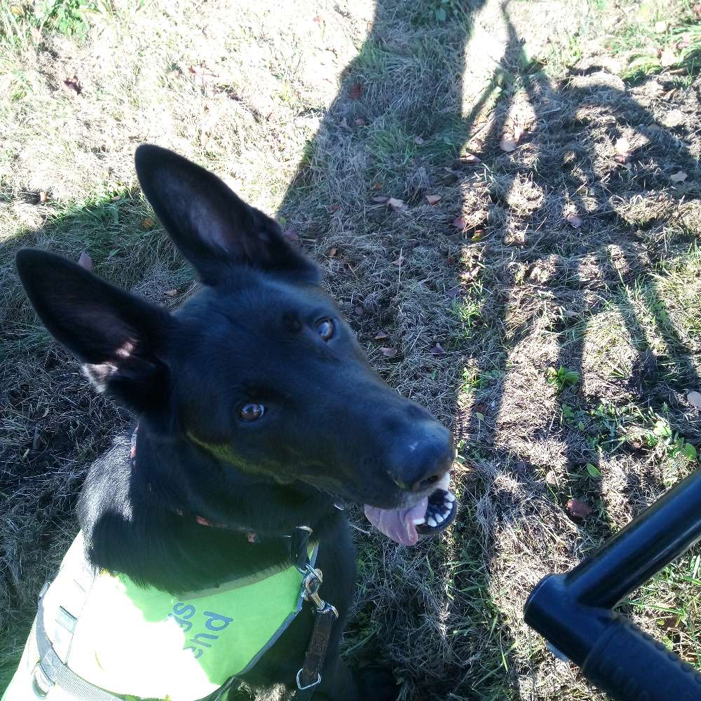 Hundetreffen-Gemeinsame Spaziergänge, Gemeinsames Training.-Profilbild