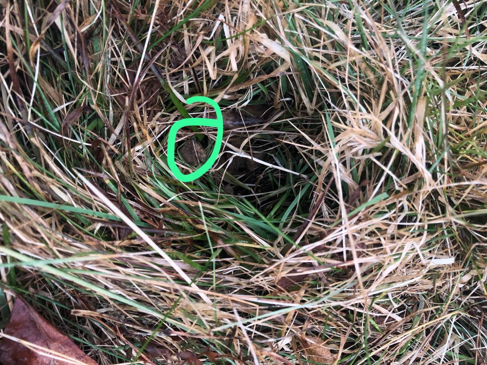 Giftköder-"Leckerlis" im Kleingarten-Profilbild