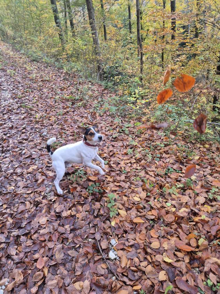 Hundetreffen-Spaziergang/Playdate-Profilbild