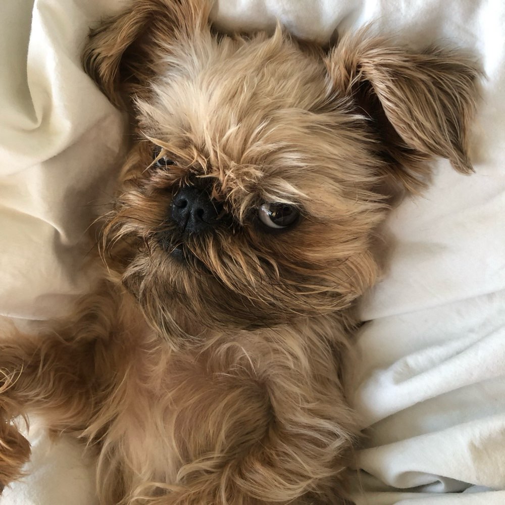 Hundetreffen-Spielen und Spazieren für kleine Hunde-Profilbild