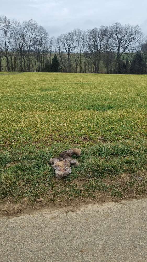 Giftköder-Kadaver Teil-Profilbild