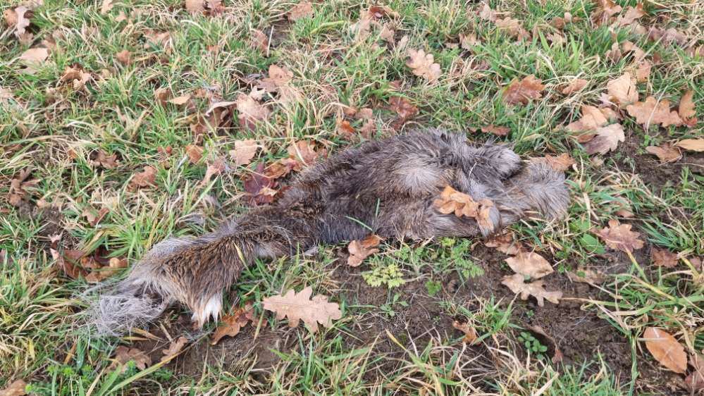 Giftköder-Wildtierdecke-Profilbild