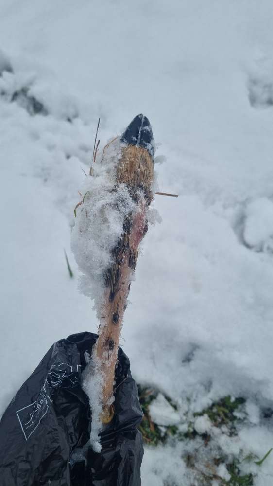 Giftköder-Bein vom Wild-Profilbild