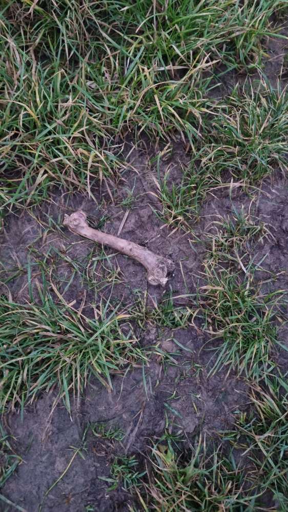 Giftköder-Knochen-Profilbild