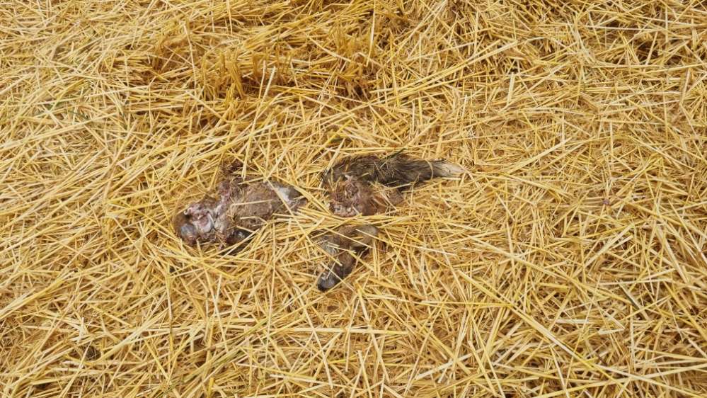 Giftköder-Toter Fuchs-Profilbild