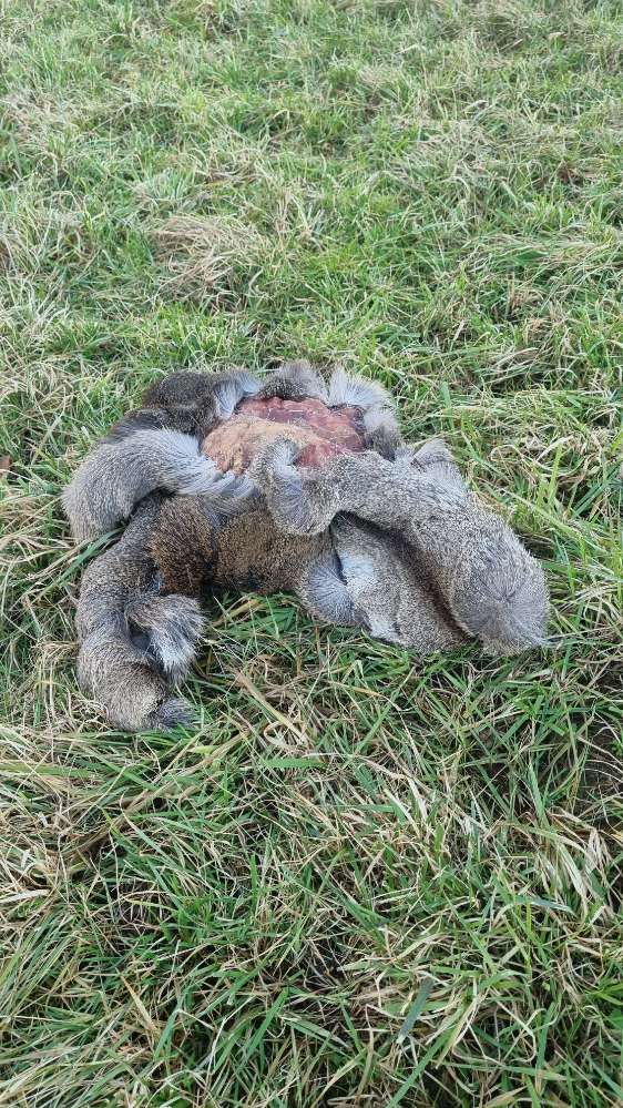 Giftköder-Tier Kadaver-Profilbild