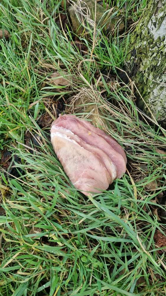 Giftköder-Ausgelegtes Fleisch-Profilbild