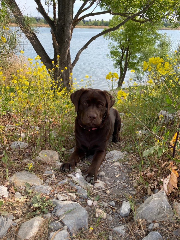 Hundetreffen-Trainingspartner/Spielpartner für ein Junghund Labbi-Profilbild