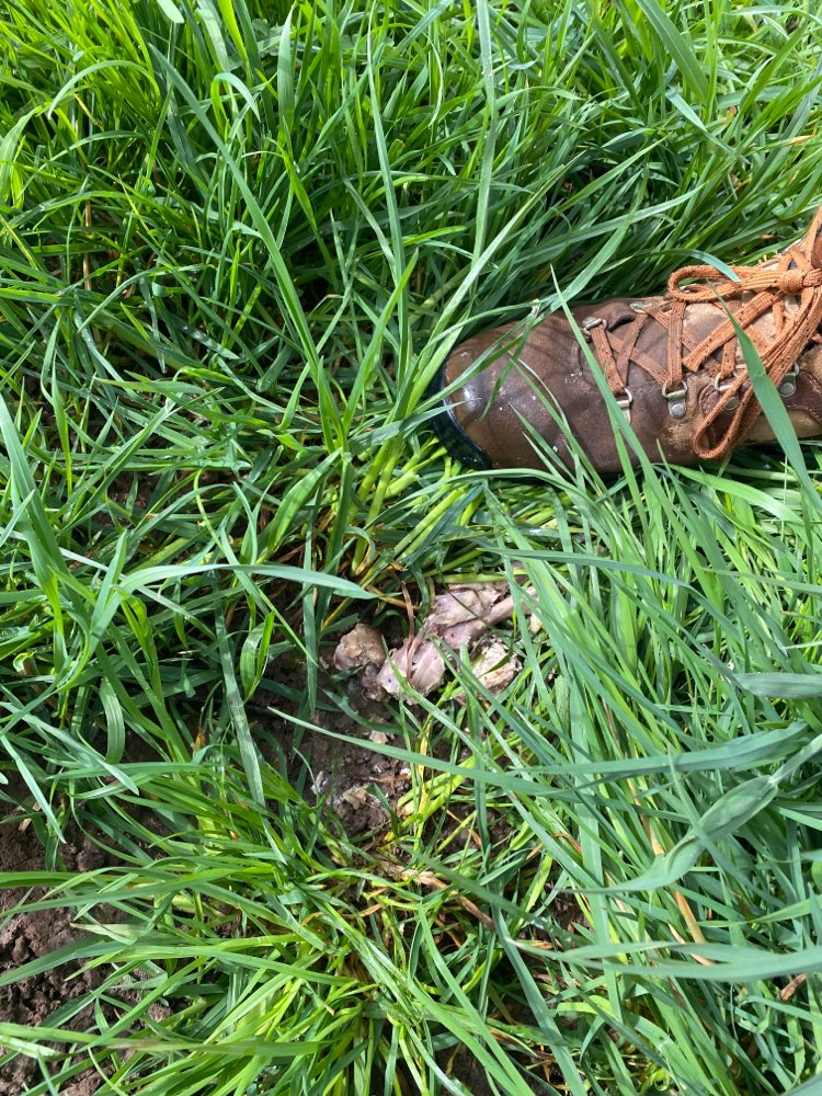 Giftköder-Essensreste-Profilbild