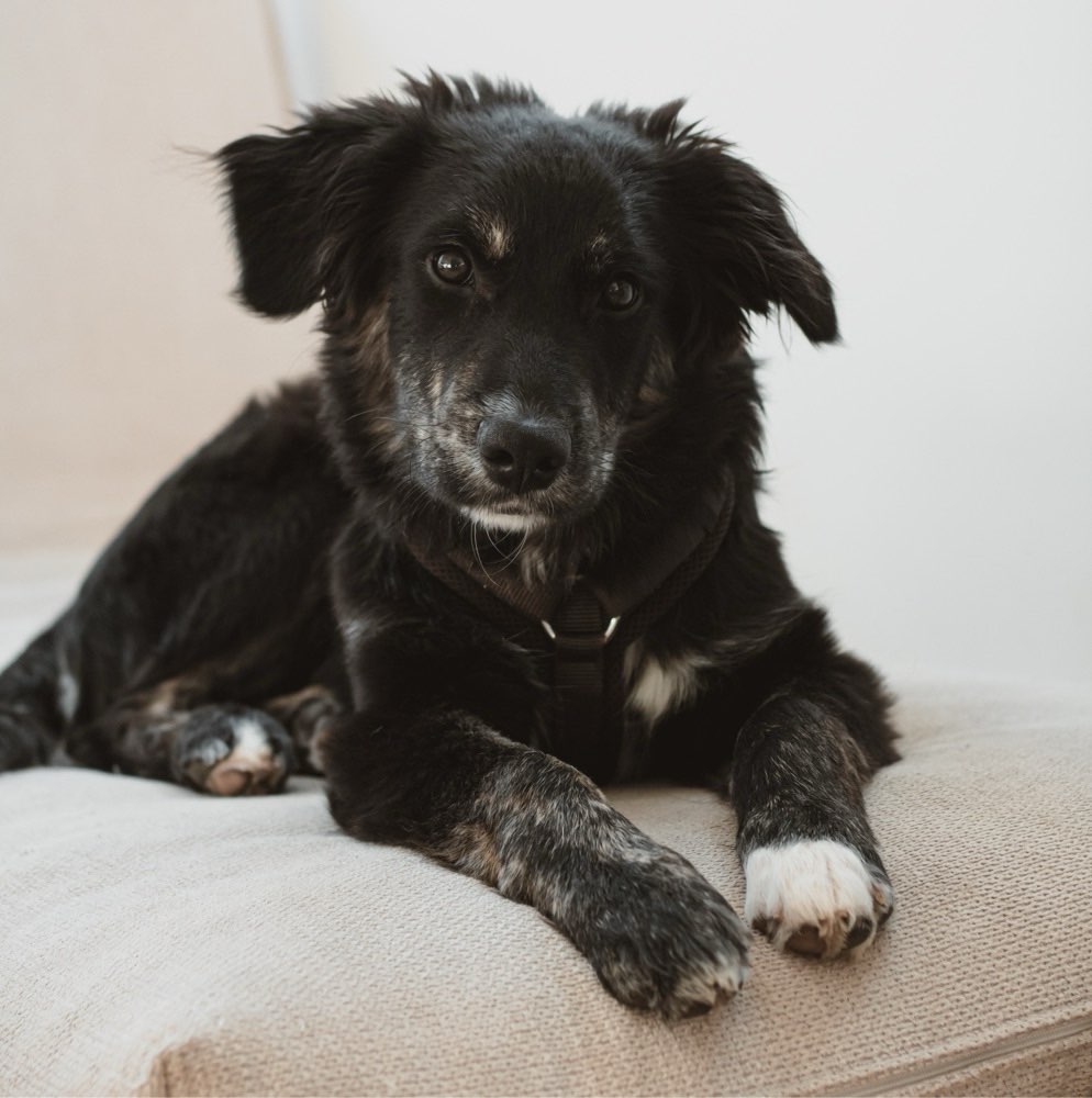 Hundetreffen-Hundekontakte für Junghunde-Profilbild
