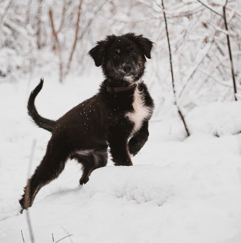 Hundetreffen-Hundekontakte für Welpen Lokstedt-Profilbild