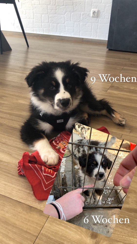 Hundetreffen-Welpentreffen in Baesweiler-Profilbild