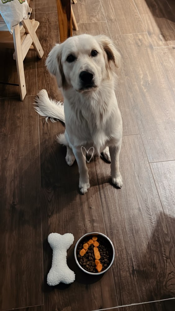 Hundetreffen-Gassi-Runden im Schwarzwald-Profilbild