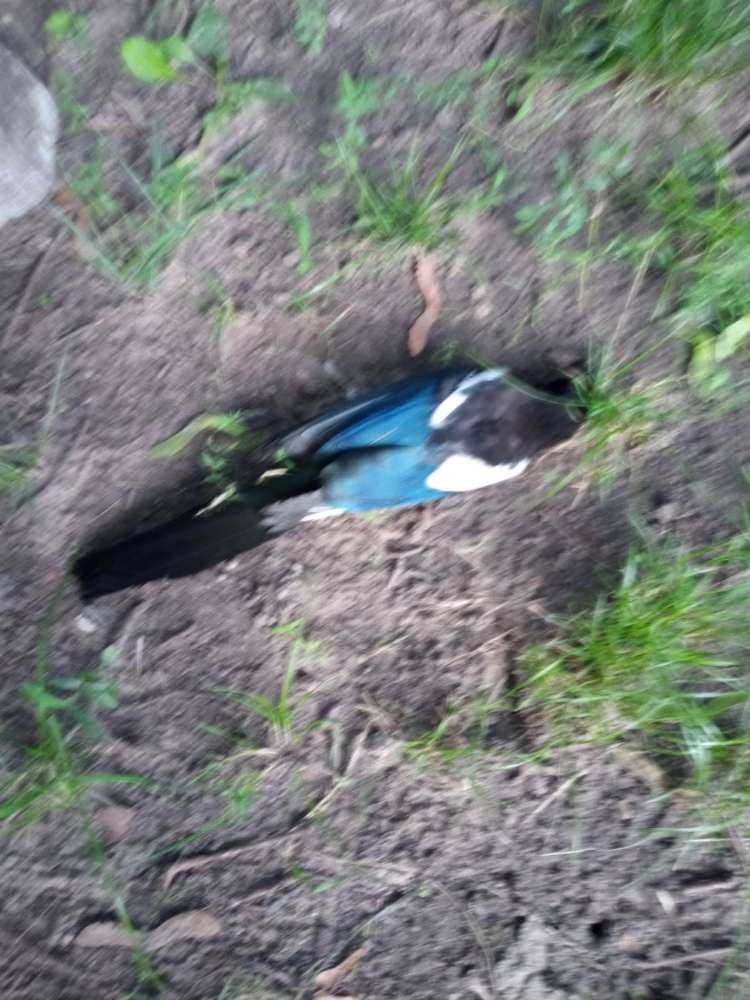 Giftköder-Toter Vogel und Rattenkadaver-Profilbild