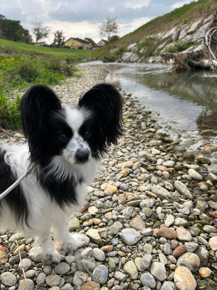 Hundetreffen-Spielfreunde für Mailo-Profilbild