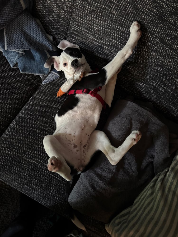 Hundetreffen-Welpentreff am Wieter-Profilbild