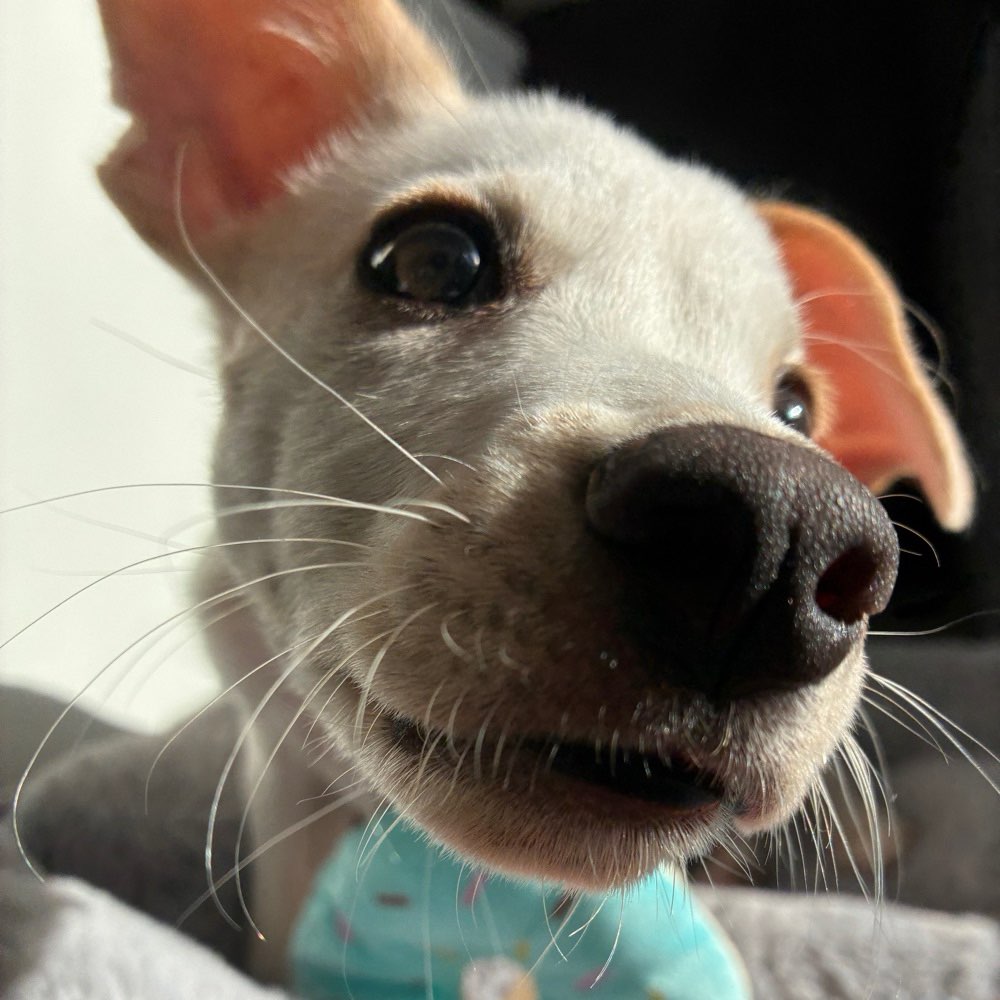 Hundetreffen-Sozialkontakte für unseren Welpen-Profilbild