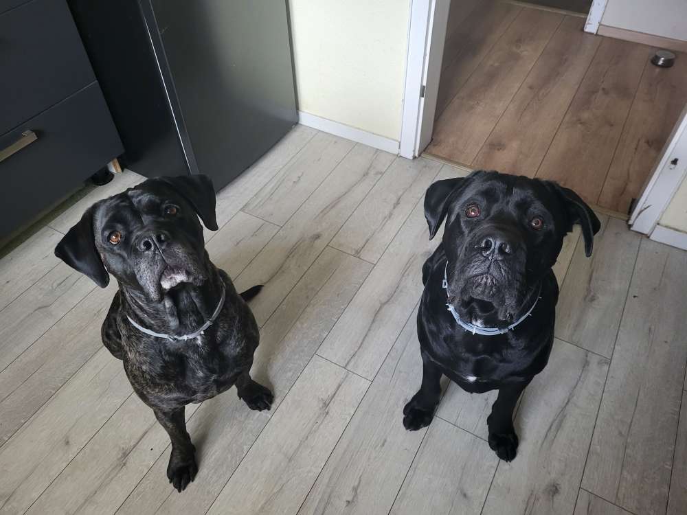 Hundetreffen-Training "Hundebegegnungen"-Profilbild