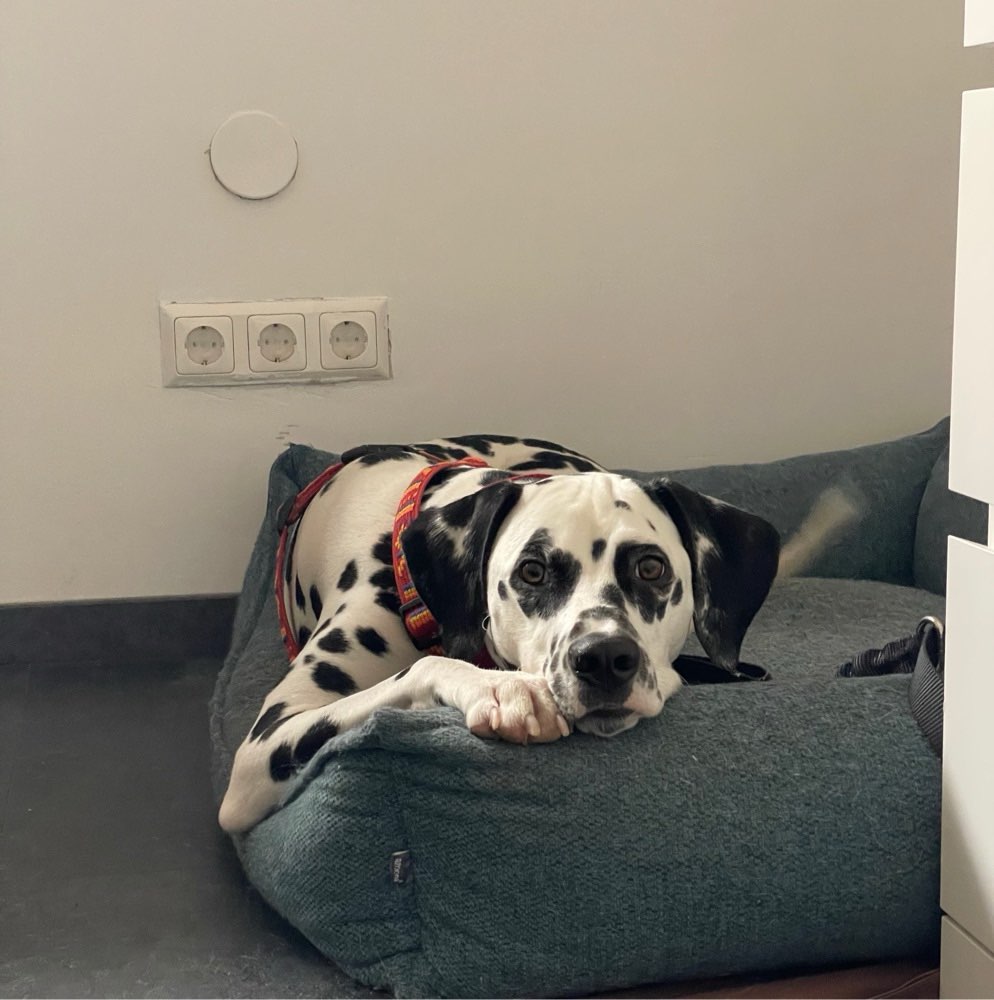 Hundetreffen-Social Walk-Profilbild