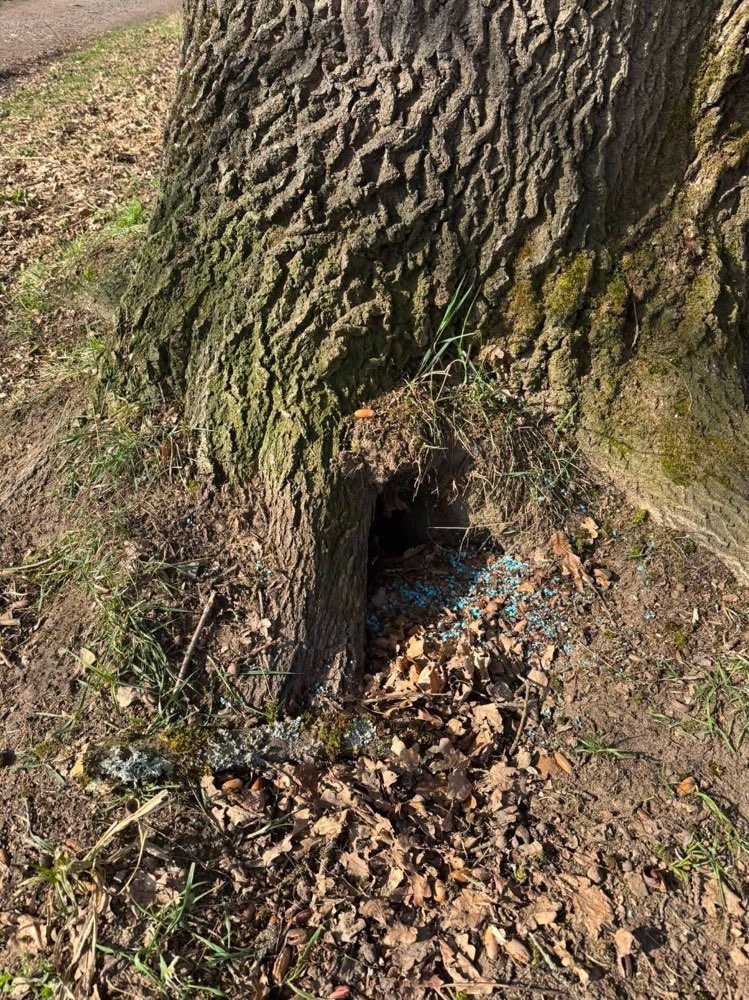 Giftköder-Giftköder in Lämmerspiel-Profilbild