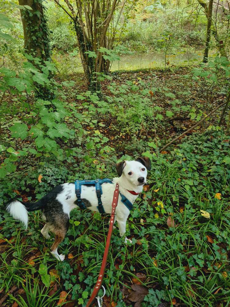 Hundetreffen-Hunde-Wanderung-Profilbild