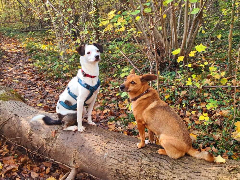 Hundetreffen-Hunde-Wanderung 🐶-Profilbild