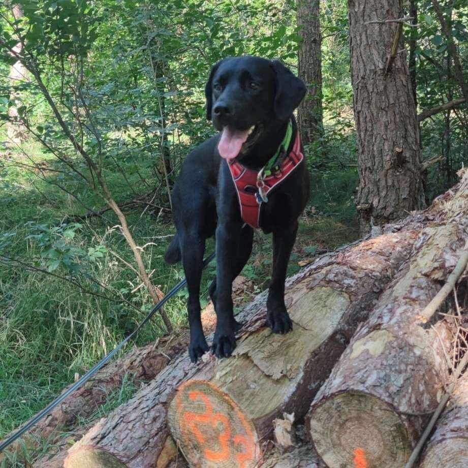 Hundetreffen-Spiel- und Gassirunde-Profilbild