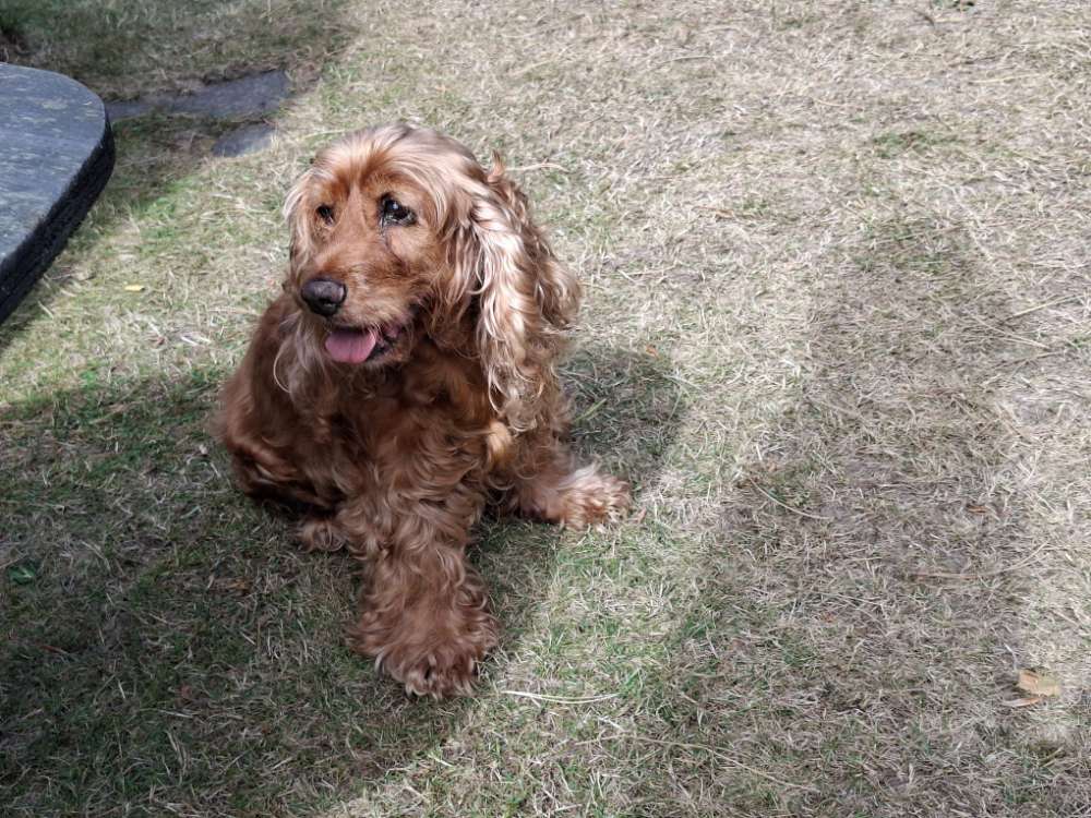 Hundetreffen-Ich suche Hundepension Übernacht heute-Profilbild
