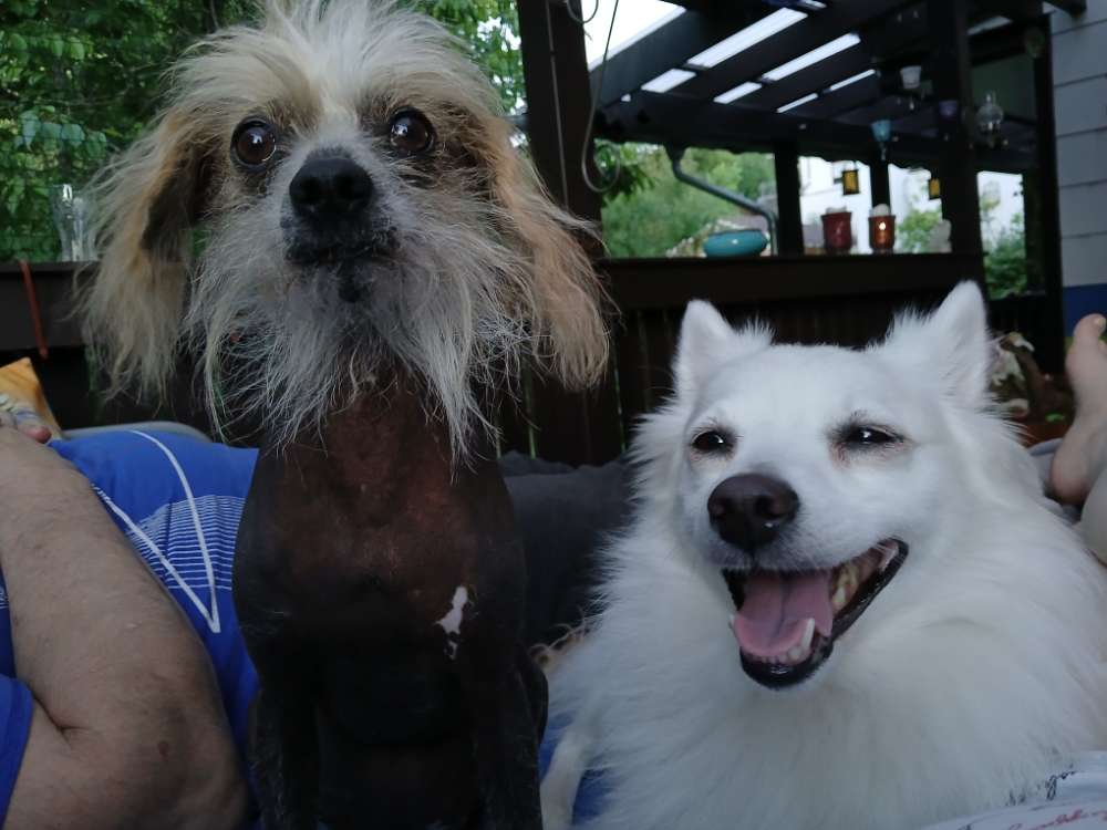 Hundetreffen-Kennenlern- und Spieltreffen im Garten-Profilbild
