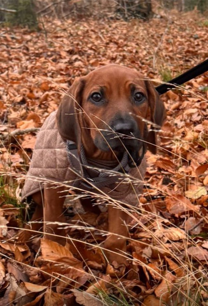 Hundetreffen-Welpentreff Seevetal/ Hamburg-Profilbild