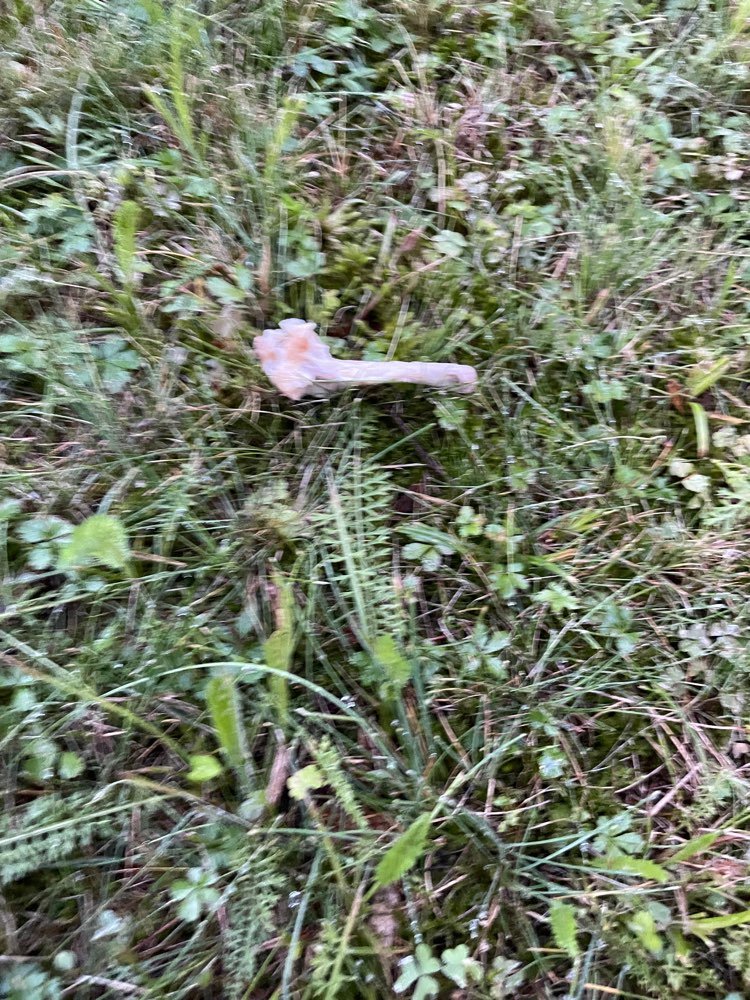 Giftköder-Händchen Knochen auf den Wiesen-Profilbild