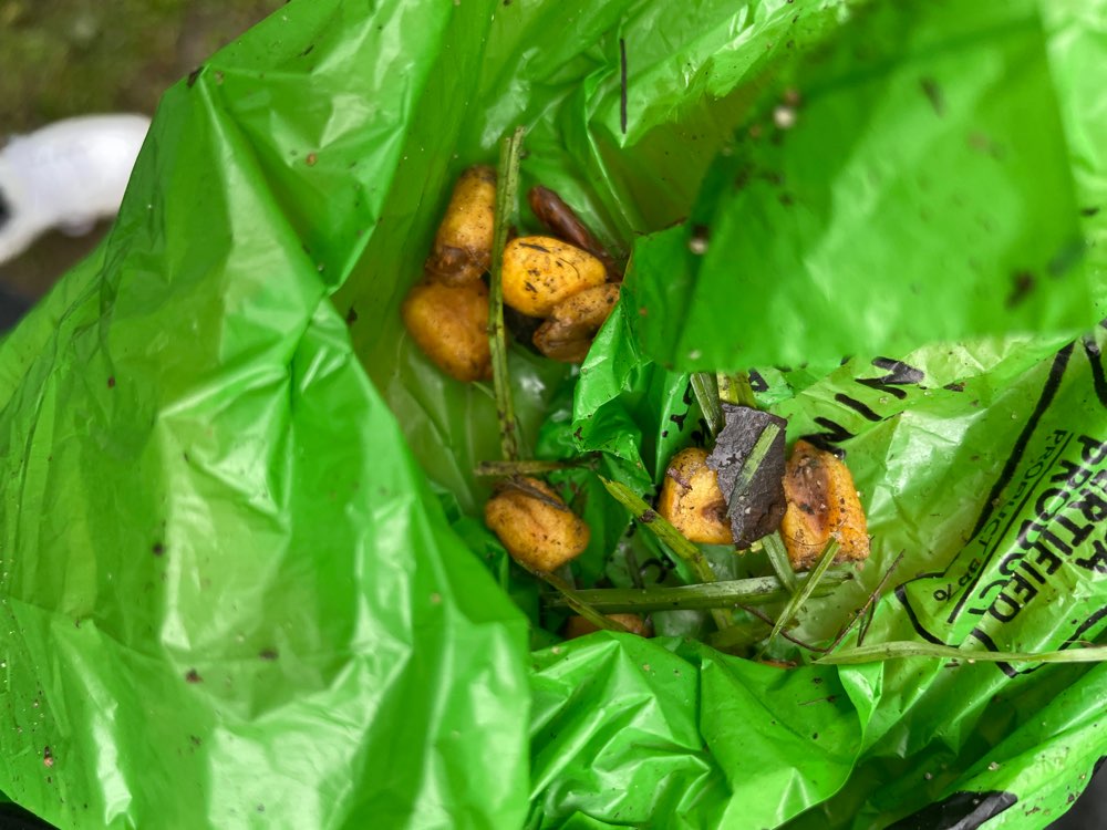 Giftköder-Möglicher Giftköder-Profilbild