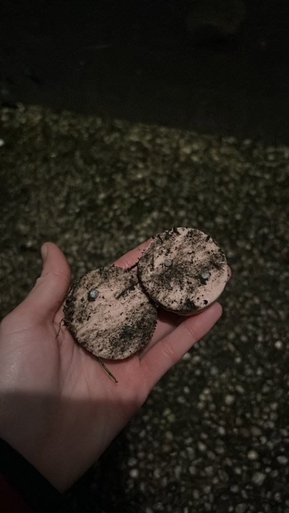 Giftköder-Giftköder-Profilbild