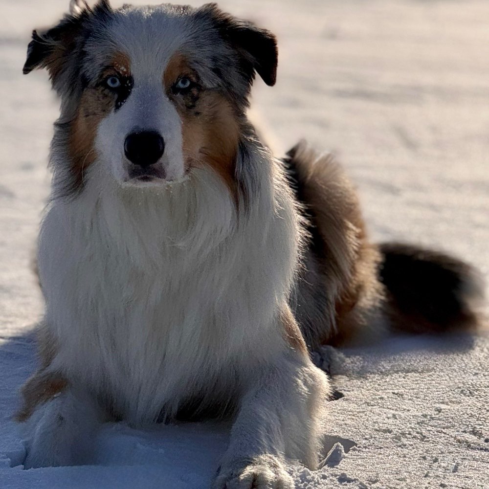 Hundetreffen-Spiel- und Laufbuddy gesucht 🐕-Profilbild