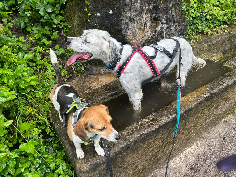 Hundetreffen-Gemeinsame Gassirunden-Profilbild