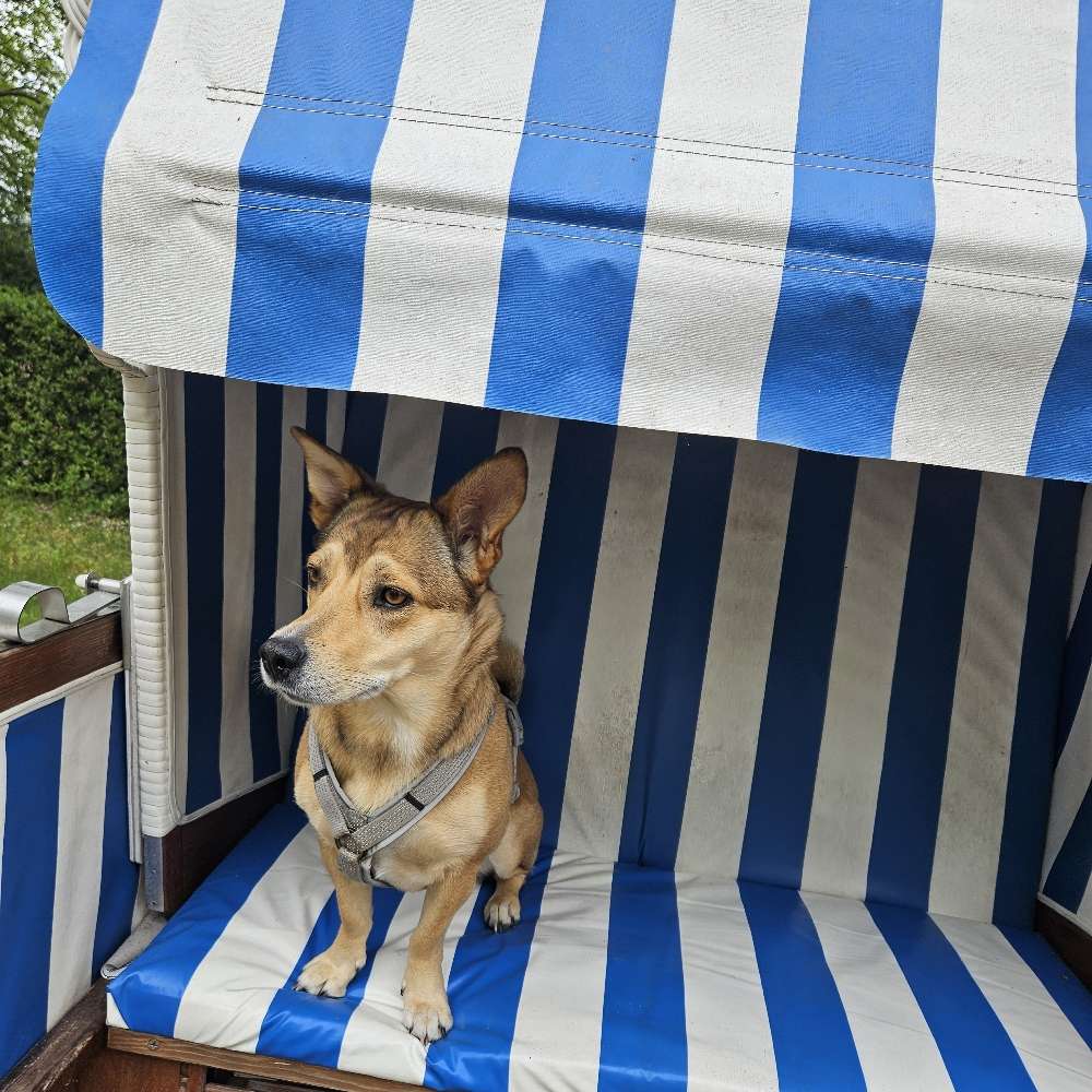 Hundetreffen-Gemeinsamer Spaziergang-Profilbild