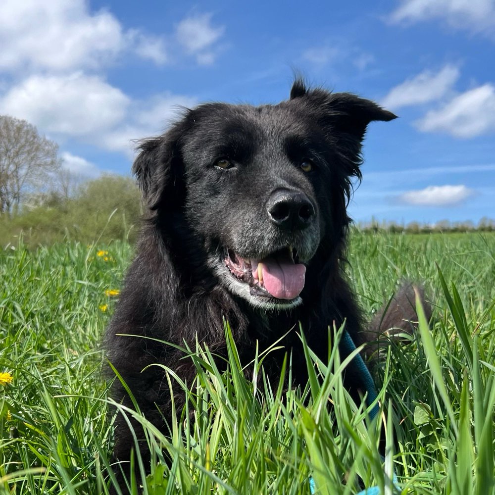 Hundetreffen-Socialwalks / gemütliche Gassirunden-Profilbild