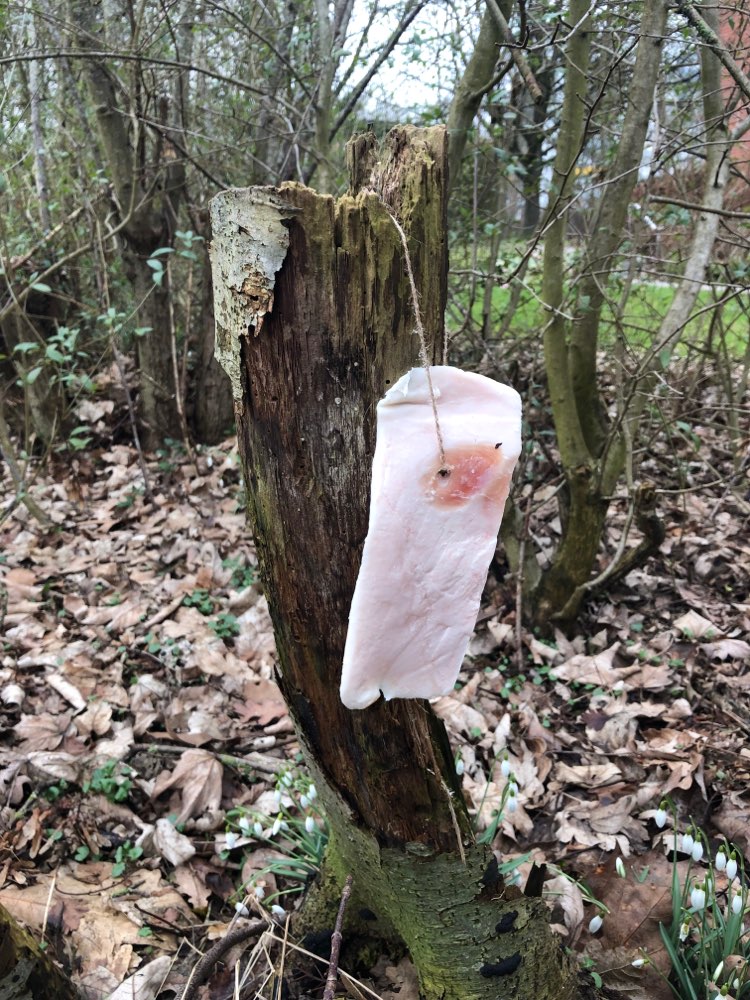 Giftköder-Speckstreifen am Bindfaden im Gebüsch-Profilbild