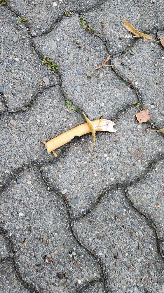 Giftköder-Giftköder Helen-Keller-Schule Stolzenau-Profilbild