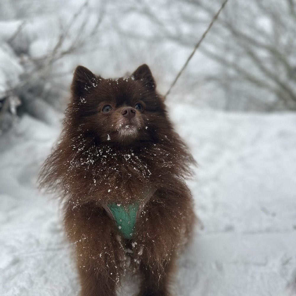 Hundetreffen-Spielkamerad gesucht-Profilbild