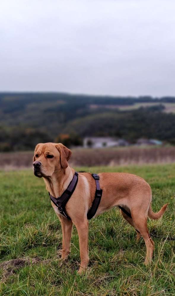 Hundetreffen-Spiel und Gassi Runde-Profilbild