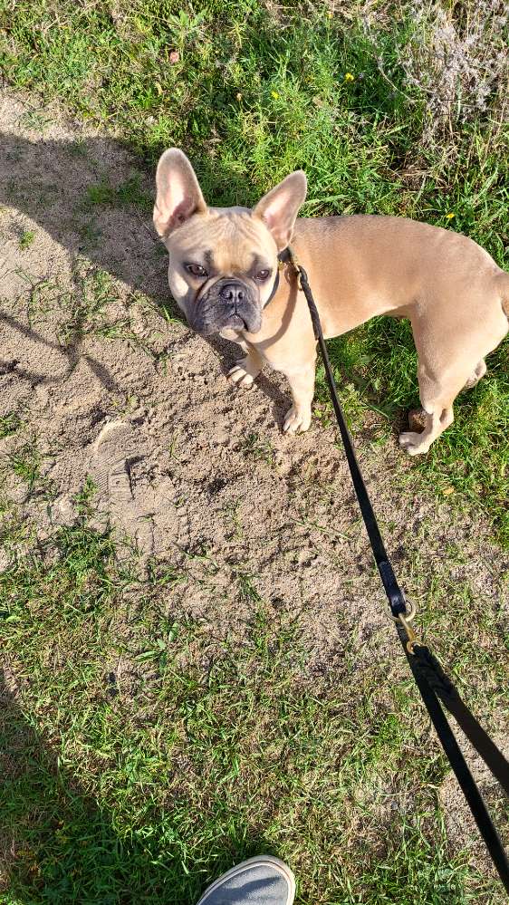 Hundetreffen-Freilauffläche Walle und/oder Vahr-Profilbild